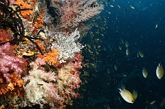 Raja Ampat 2016 - Corail - IMG_5129_rc